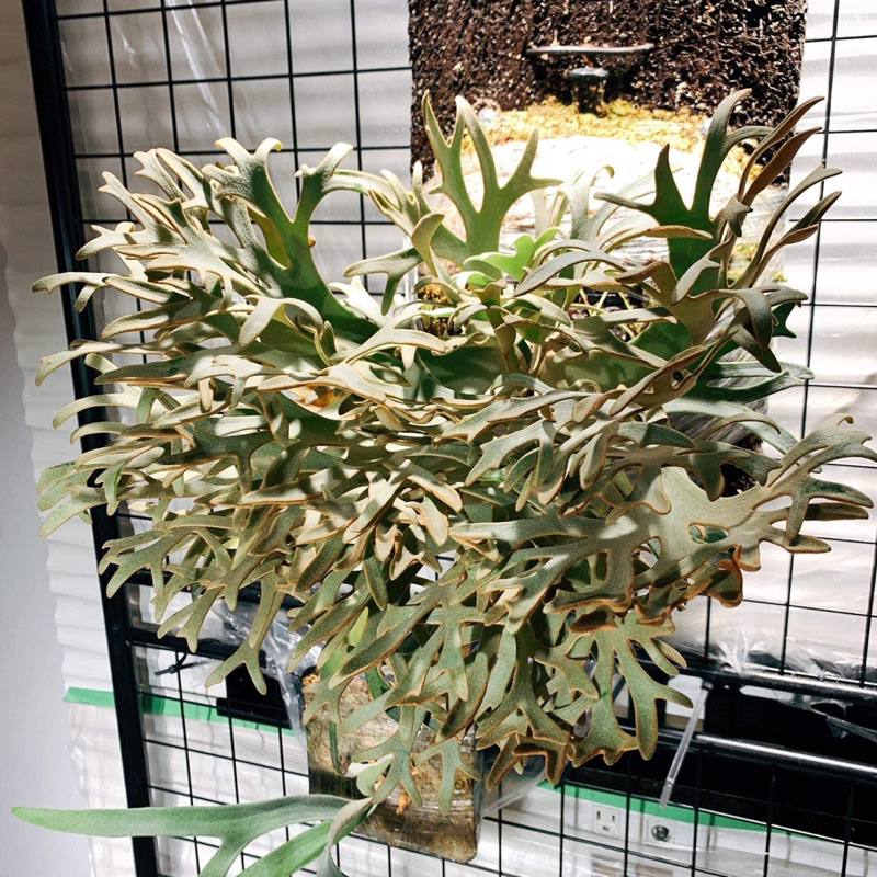 P.willinckii OMG spore 2201 ビカクシダ