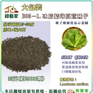 【綠藝家】大包裝B05-1.冰後結球萵苣種子35克(約29000顆) 蔬菜 種子 葉菜類 易栽種 種籽 萵苣