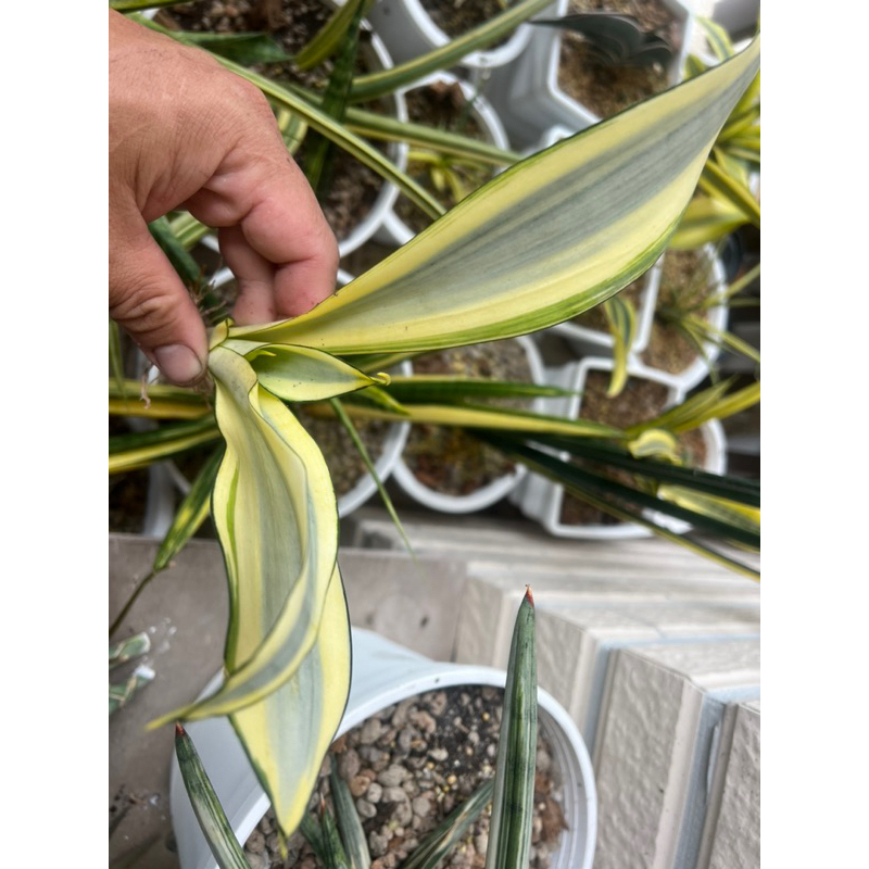 黃玉（編號13，微傷） 虎尾蘭  ，每株脫盆帶根不帶介質裸株出售，隨機出貨，散發優雅高尚風範，亦顯居住者的身份與地位