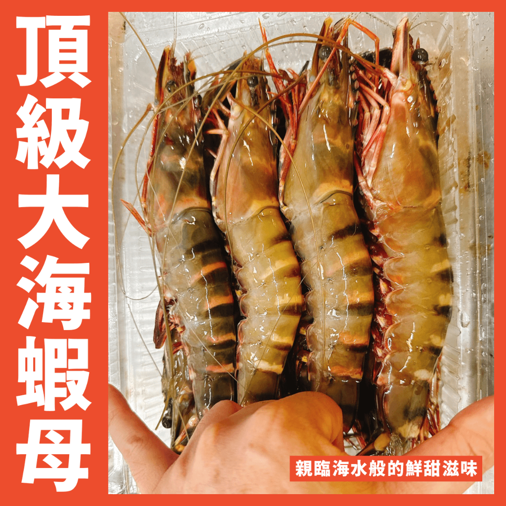 【鮮煮義美食街】大海蝦母/大虎臂蝦/熊蝦/肥豬蝦/海蝦母淨重1000/7-8大尾餐廳/飯店/法式料理/義大利廚房/居酒屋