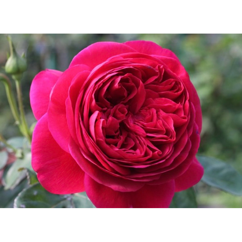 玫瑰花🌹伊芙酒窖玫瑰花.強香.大花開花性佳🌹使用玫瑰專用土.伊芙系列紅色月季玫瑰花