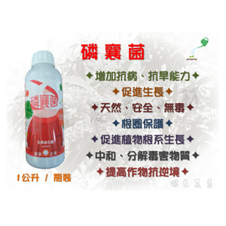 【國歡】 磷襄菌 生長益生菌 (1公升/瓶) 溶磷菌 蕈狀芽孢桿菌 抗逆境 促進生長 根系生長 天然 安全