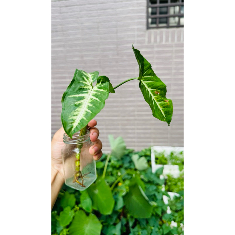 綠精靈#合果芋#水耕