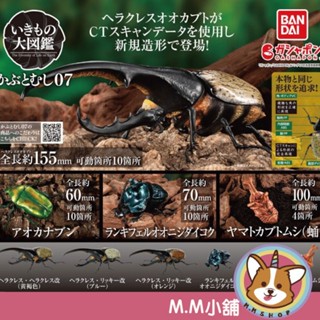 【M.M小舖】『現貨』 BANDAI 轉蛋 扭蛋 生物大圖鑑 獨角仙07 7 獨角仙 昆蟲 圖鑑 模型 全6款