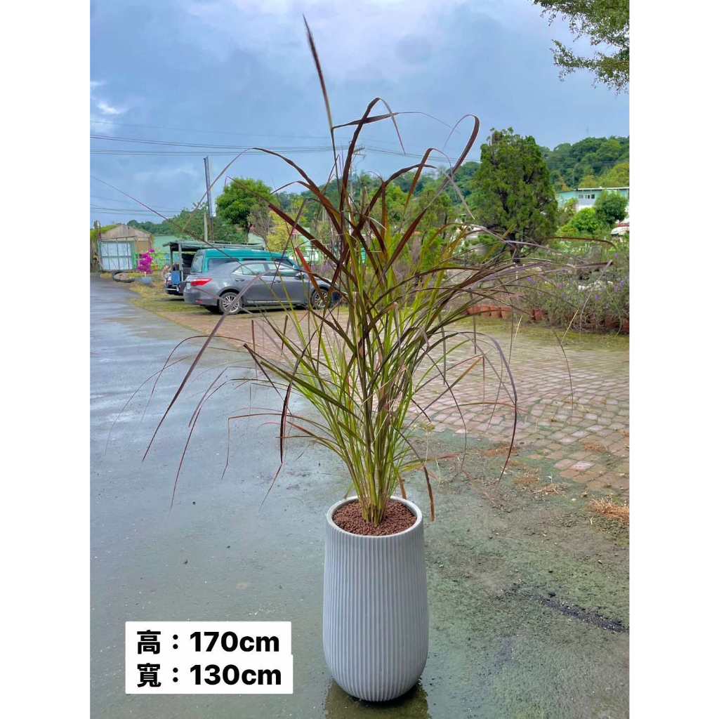 新芯晨花園/桃園大溪店/紅狼尾草/精品盆栽獨家通路