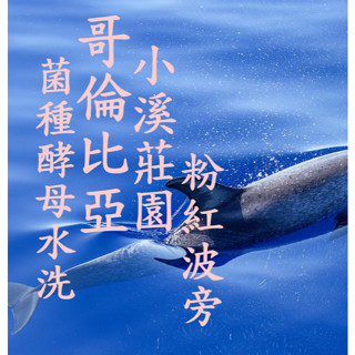 (2024) 獵豆工坊🐆 哥倫比亞 薇拉 小溪莊園 菌種酵母水洗 咖啡生豆500g