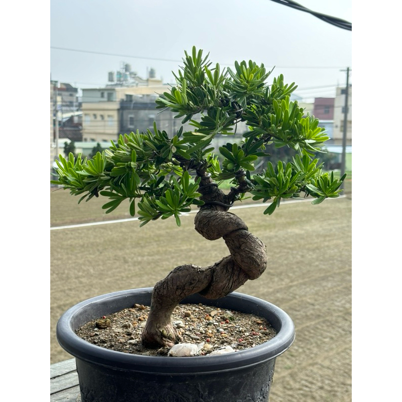 QQ中品金鑽羅漢松（嫁接）