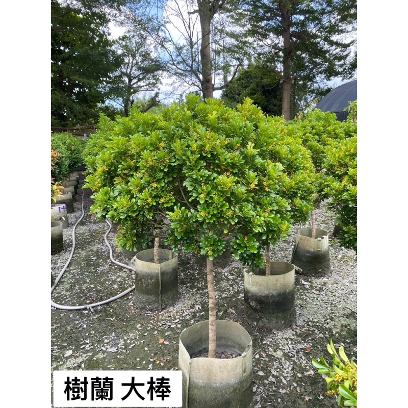 大尺碼 棒棒糖 樹蘭 紅花玉芙蓉 木麻黃 馬纓丹 羅漢松 長紅木 毛茉莉 代客施工 規劃庭院 園藝造景 養護維護