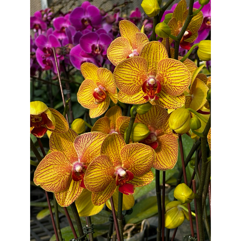 蝴蝶蘭 橘花 紅線條 2.5吋 長花梗 雙梗株12/10拍 蘭花