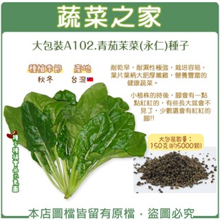 【蔬菜之家滿額免運】大包裝A102.青茄茉菜(永仁)種子150克(約5000顆)(耐乾旱，耐濕性極強，栽培容易，葉片