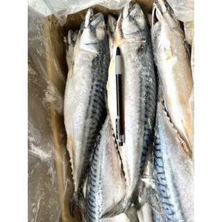 《津多》整尾挪威鯖魚/15～16尾/滿1500元即可免運