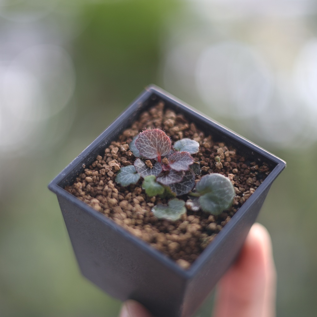 日本極姬虎耳草 2吋盆 迷你 微景觀 虎耳草 園藝 療癒 植栽 陽台【阿金的便秘花園】Ｍ058