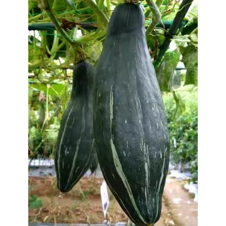 黑妞貴族南瓜 黑皮南瓜 黑皮貴族南瓜種子10粒110元