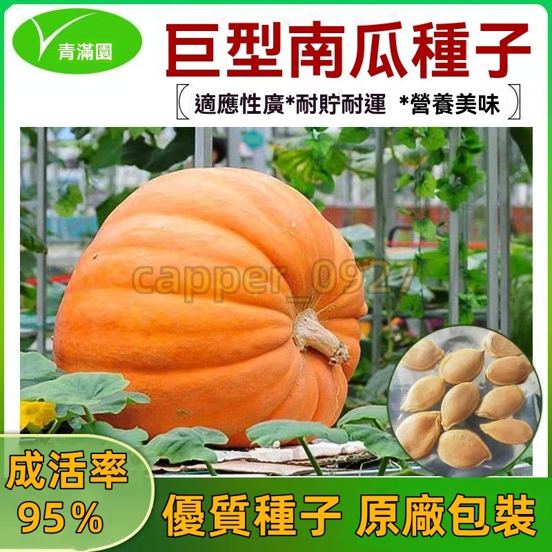 官方自營【原廠包裝】巨型南瓜種子超大南瓜種籽適應性廣耐儲藏農家春播南瓜籽5粒 南瓜種子大全