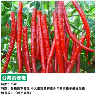 【48h出貨】臺灣長辣椒種子(中辣)~精選高產品種~本土紅辣椒~香辣金條辣椒~蔬菜種子#hot pepper