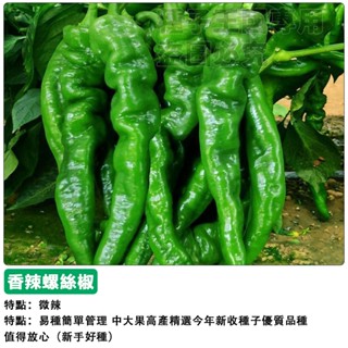 【48h出貨】螺絲椒種子 大果早熟螺旋椒（香辣）香味濃鬱~高產抗病~龍椒~蔬菜種子#hot pepper