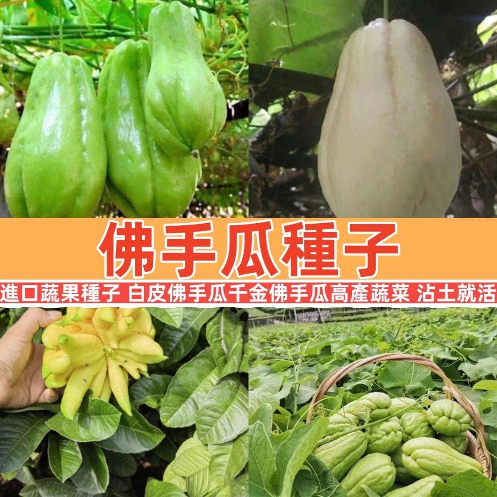 【佛手瓜種子】進口蔬果種子 白皮佛手瓜 千金佛手瓜 四季蔬菜種子稀有龍鬚菜種子 庭院陽台盆栽易種植 高產蔬菜 多年生