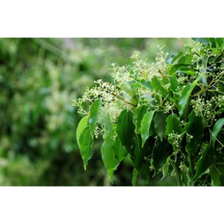 100%天然植物精油-大/樟樹精油