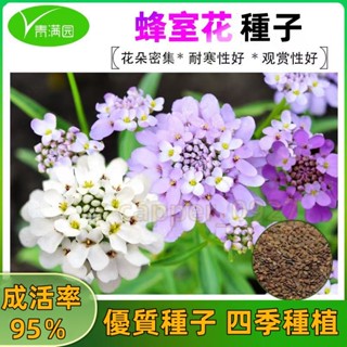 官方自營【原廠包裝】蜂室花種子 約600粒 珍珠球種籽芳香屈曲花種籽鏡室外陽臺盆栽春季播種種子