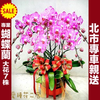 🔥北市專車送🌹蝴蝶蘭花禮(7株)桌上型🌹開幕盆栽/開幕送禮/過年盆花/開幕花禮/公司喬遷/榮陞/展覽/蘭花/新居落成