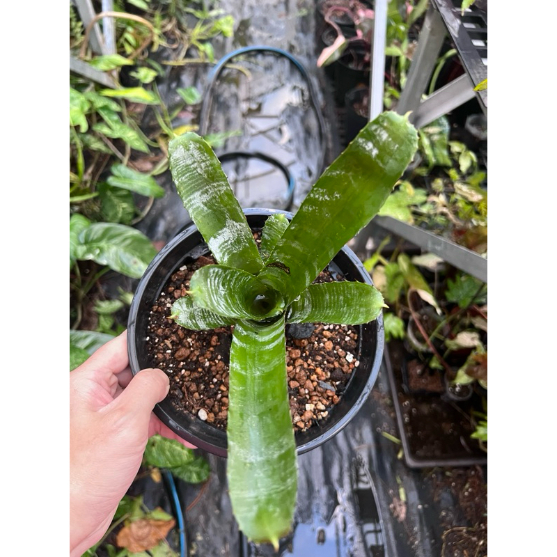 [觀葉鳳梨]綠斑馬積水鳳梨