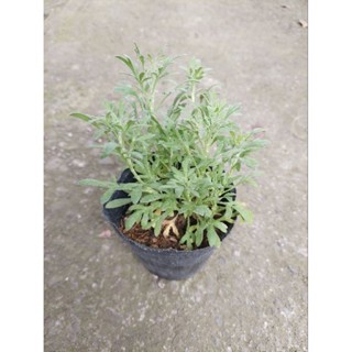 芙蓉(3吋軟袋/8吋盆 )芙蓉盆栽 蘄艾 避邪 淨身 香草植物