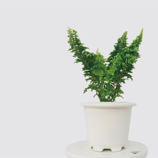 │ 犀力系列 │ 蕾絲蕨 - 室內植物 水耕盆栽 寵物友善 懶人植物 蕨類