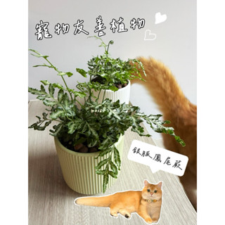 ［貓日子園藝］盆栽 銀脈鳳尾蕨 附高質感陶瓷盆 寵物友善植物 觀葉植物 室內植物 居家植栽 懶人植物 禮物 辦公室小物