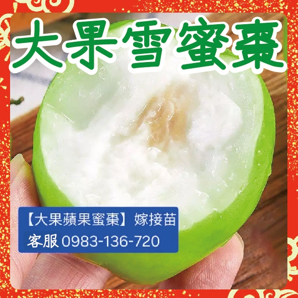 【大果雪蜜棗】嫁接苗 春雪蜜棗 雪天王 雪天后 牛奶蜜棗 帝王蜜棗 五十蜜棗 大果蘋果蜜棗 雪十六蜜棗 春雪蜜棗