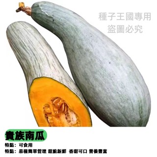 【48h出貨】貴族南瓜種子 栗子南瓜~稀有品種軟糯南瓜蔬菜種子蔬菜種子~果菜類#Pumpkin