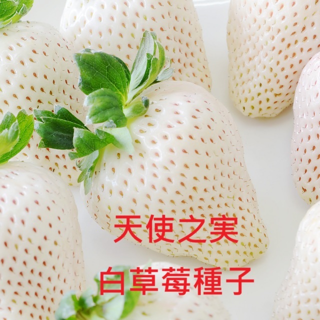 日系天使白草莓種子.號稱奇蹟的佐賀(天使之実白草莓)種子-頂級 (天使の実種子)　最高等級種子12粒/袋(售完為止)