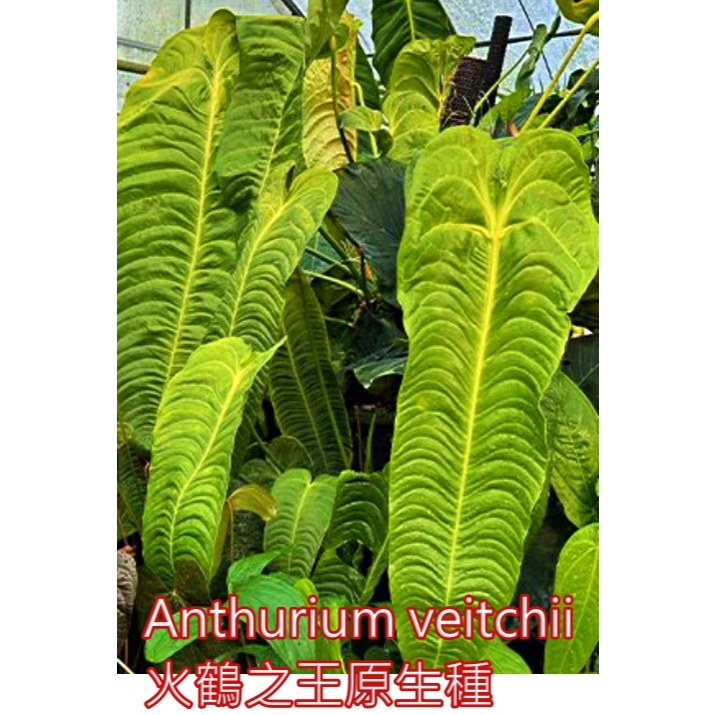 <美心花園>火鶴之王 火鶴王 天南星科 雨林 觀葉  (賣場有 火鶴之后 火鶴后 彩葉芋 觀音蓮  皇火鶴 洞洞龜 )