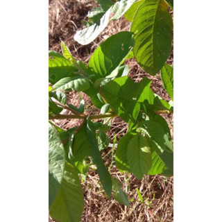 中壢鮮採芭樂葉含枝條