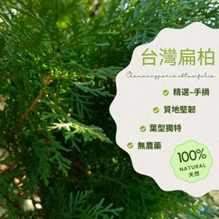 【建方松園】 扁柏葉材 臺灣扁柏 新鮮扁柏 扁柏葉 松柏葉 聖誕花環 聖誕樹佈置 400g 【產地直銷】 當天採當天寄