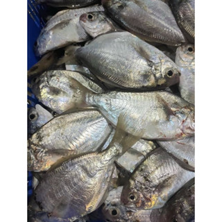 【漁讚】澎湖肉魚／澎湖大肉魚／超大肉魚／大肉魚／野生肉魚／肉鯽魚／肉魚仔／肉鯽仔／魚片／魚塊／海鮮宅配／真空宅配／水產宅
