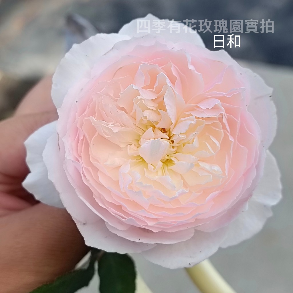 日和 庭院豐花 精緻花型《四季有花玫瑰園》下單前請詳閱敘述 玫瑰苗 玫瑰盆栽