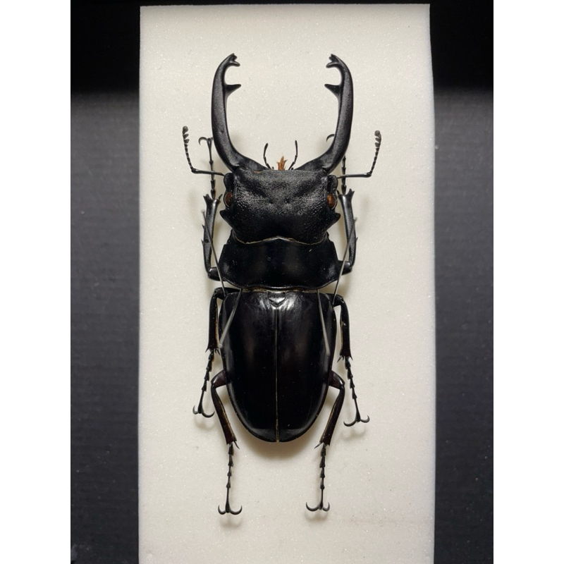 標本 Odontolabis nobuhikoi rare 24mm 210823-7.jpg