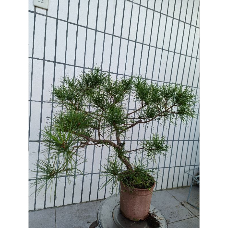 五葉松小品盆栽的價格推薦- 2025年11月| 比價比個夠BigGo