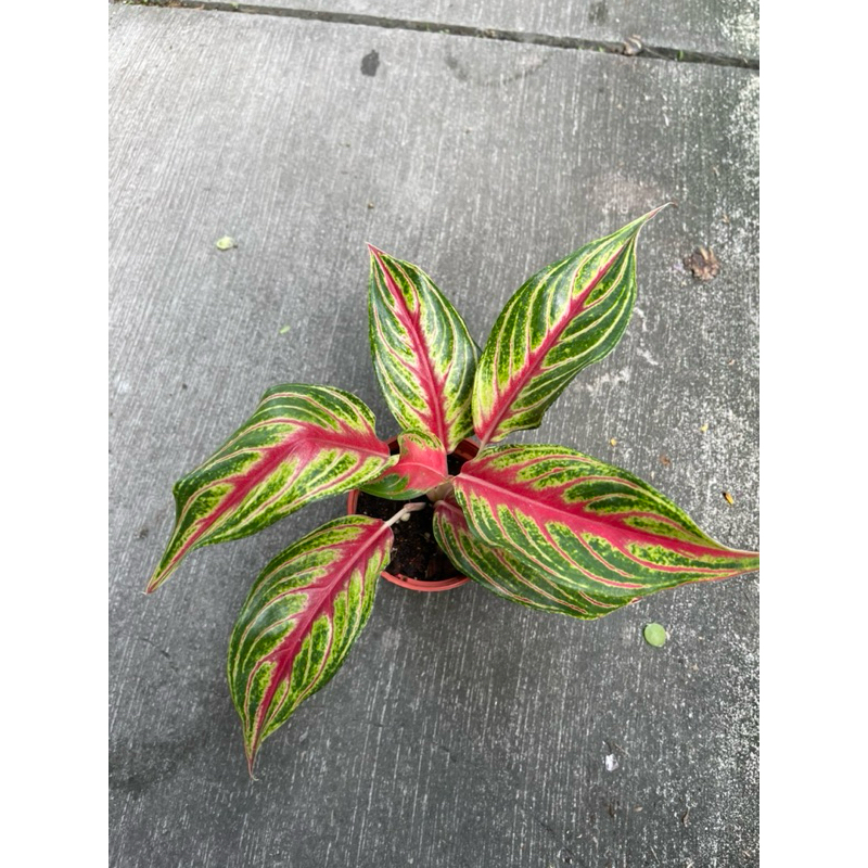 🪴綠植田園🪴火狐狸粗肋草/火狐狸/粗肋草/3寸盆/觀葉植物