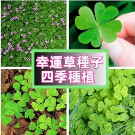 【買30粒發55粒】🍀幸運草種子🍀三葉草 四葉草 多年生開花不斷新手推薦家庭園藝花卉種子 四季種植 幸運草種子