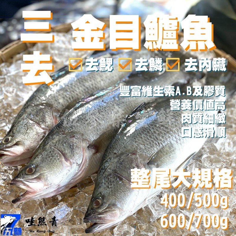 【537生鮮水產】現貨999免運 台灣金目鱸魚 整尾 三去(去鱗 去鰓 去內臟) 整尾鱸魚 金目鱸魚 殺清三去