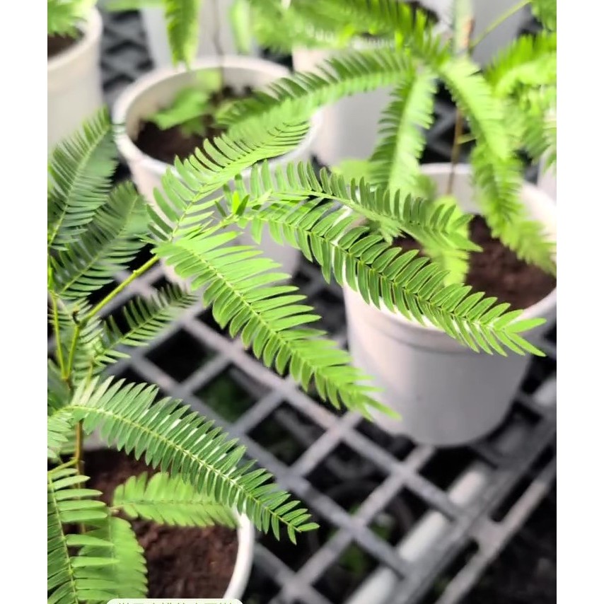開心農元-觀葉植物- 日本小豆樹 小豆樹  雞髯豆樹 密葉猴耳環 Cojoba arborea
