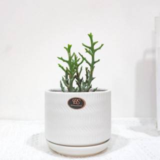 【現貨】銀角珊瑚/ 3吋/ 觀葉植物/ 植物/ 半室內植栽/ 有多種盆器可選擇/送禮(商品植物，盆器另購)