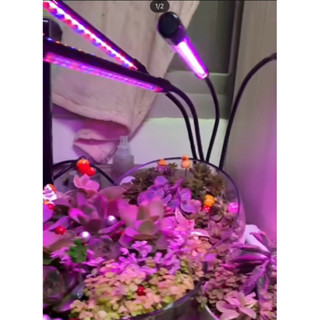 LED夾子植物燈（四管）金屬軟管