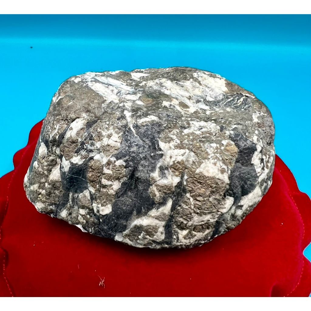 角金龍紋石(草山礦工) : 台灣國寶石雪花龍骨龍蛋金沙原石龜甲戈壁黑膽西瓜花鹿國畫雞血螺紋浮萍武界茂林來義濁水溪瓦魯斯溪