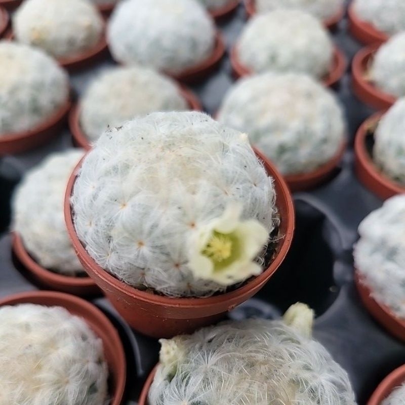 好心晴園藝  仙人掌  白星/沒有刺