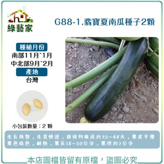 G88-1.翡寶夏南瓜種子(綠櫛瓜.節瓜.嫩南瓜.美國南瓜) 2顆//生長強勢，生育快速，果皮平滑果色綠色【綠藝家】