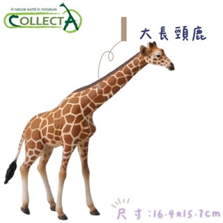 CollectA 英國高擬真模型 大長頸鹿 長約17公分 模擬 野生動物 動物模型 公仔