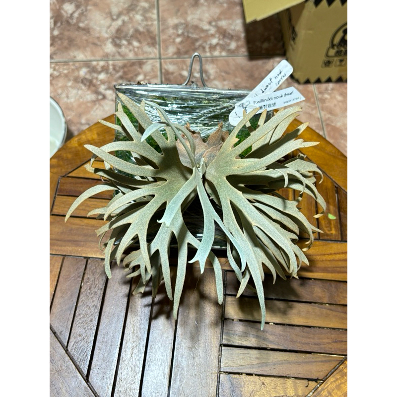 P.willinckii.nook.dwarf