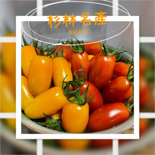 玉女小番茄 416金瑩小蕃茄 禮盒包裝 3kg/5斤 橙蜜滋味 季節限定 名產 伴手禮 水果 批發